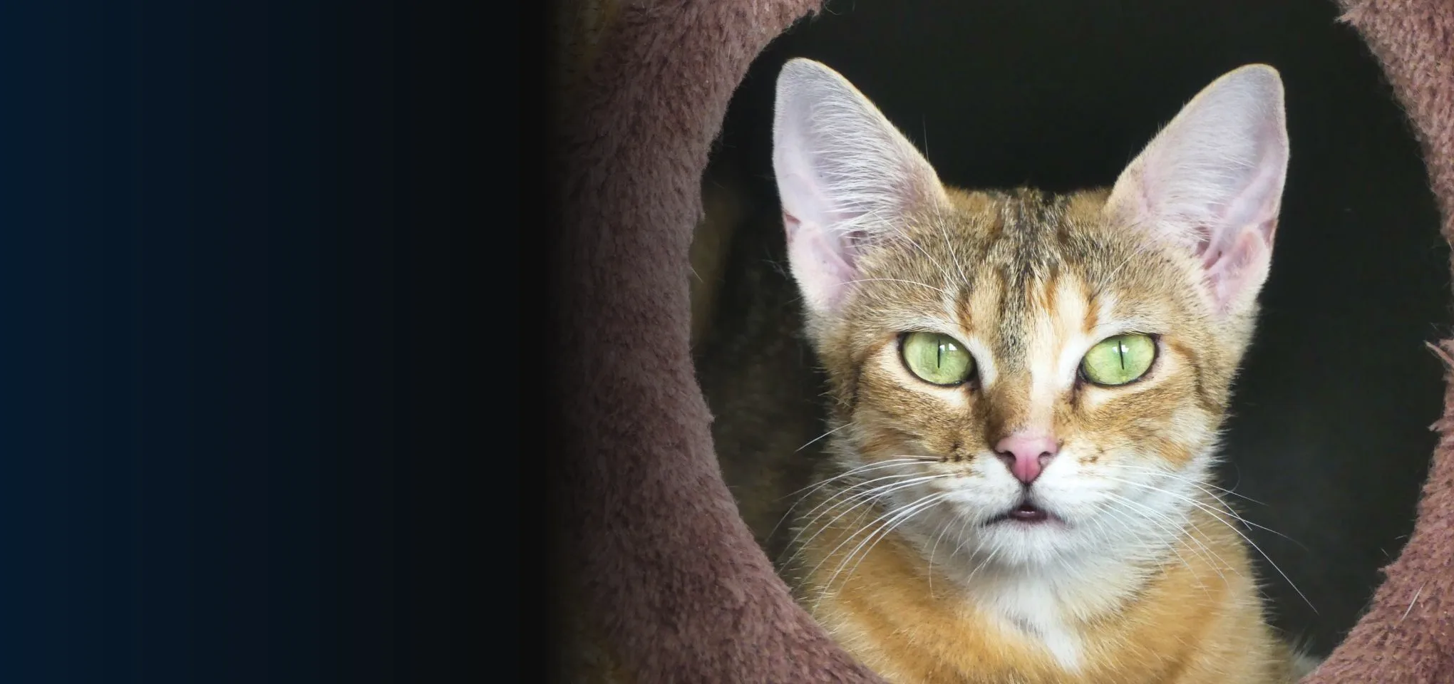 Un chat tigré aux yeux verts regarde l’objectif depuis son arbre à chat